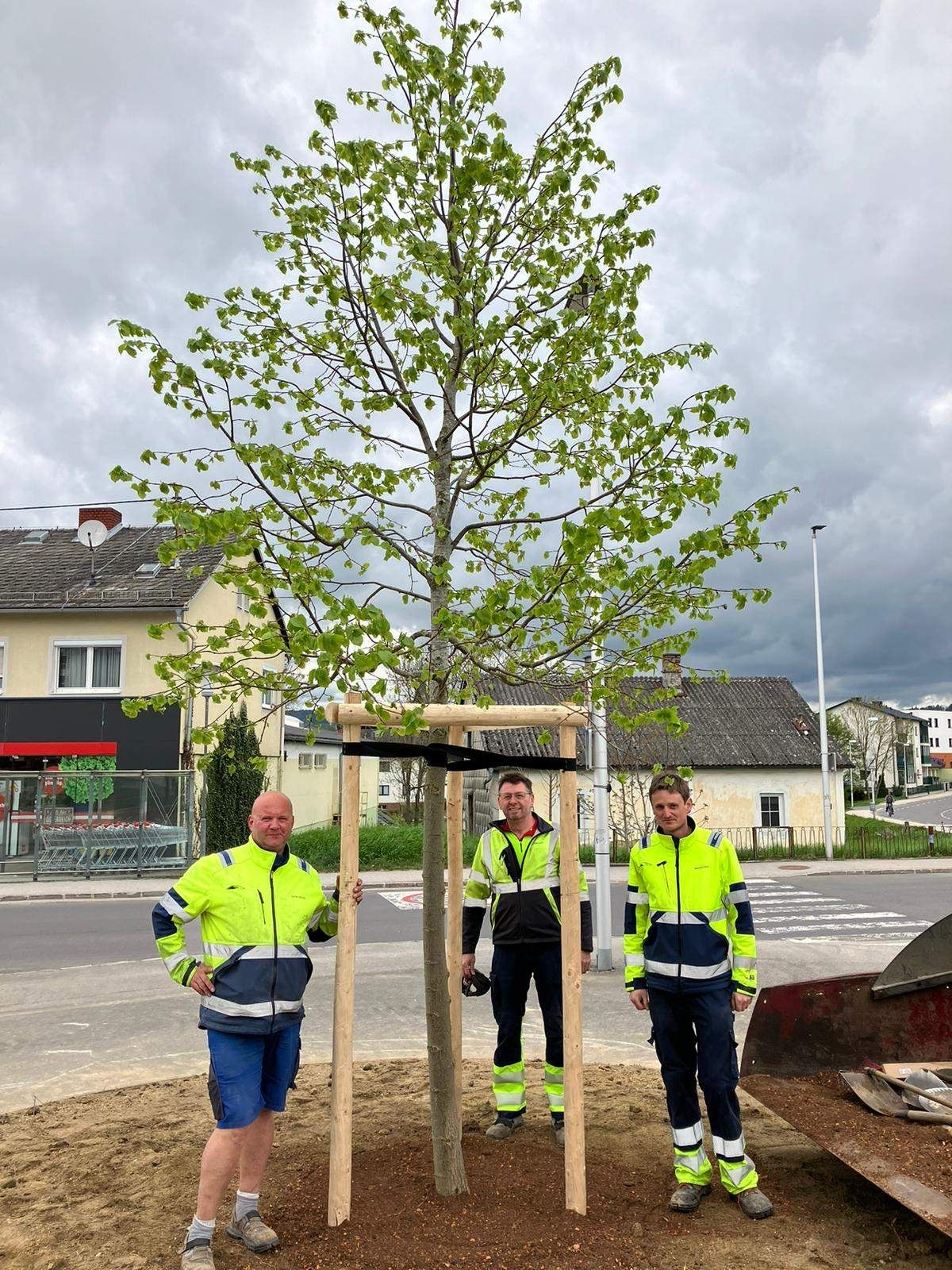 Drei Männer in Warnwesten stehen neben einer frisch gepflanzten Baum in einem Stadtplatz. Ein Baufahrzeug ist in der Nähe geparkt.