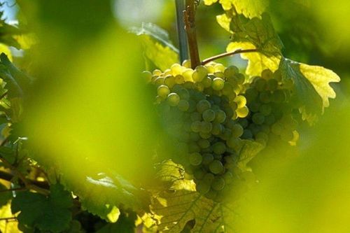 Bild enthält, Food, Fruit, Grapes, Produce, Outdoors, Nature, Countryside, Rural, Farm, Vineyard