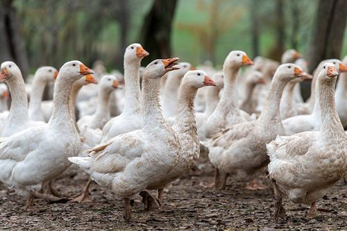 Bild enthält, Animal, Bird, Goose, Waterfowl