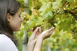 Bild enthält, Outdoors, Nature, Food, Fruit, Grapes, Plant, Produce, Person, Head, Face