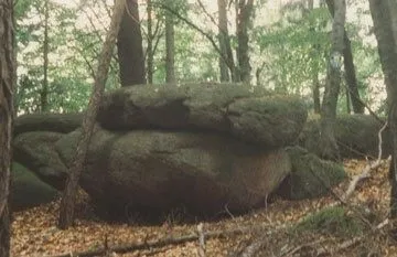 Ein großer Felsbrocken mit Moos darauf liegt auf dem Boden in einem dichten Wald.