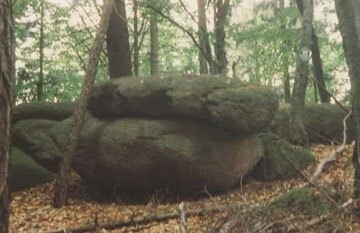 Ein großer Felsbrocken mit Moos darauf liegt auf dem Boden in einem dichten Wald.