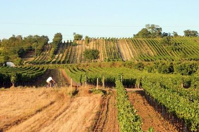 Nature, Outdoors, Countryside, Rural, Farm, Person, Bicycle, Vehicle, Vineyard, Aerial View