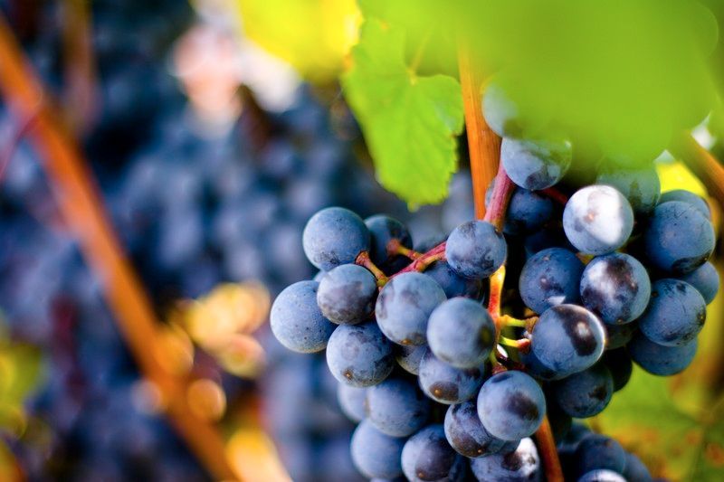 Bild enthält, Food, Fruit, Grapes, Produce, Berry, Blueberry, Outdoors, Nature, Countryside, Vine