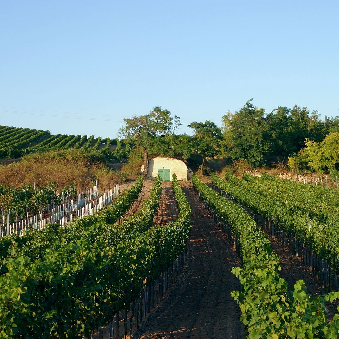 Bild enthält, Nature, Outdoors, Countryside, Rural, Farm, Vineyard