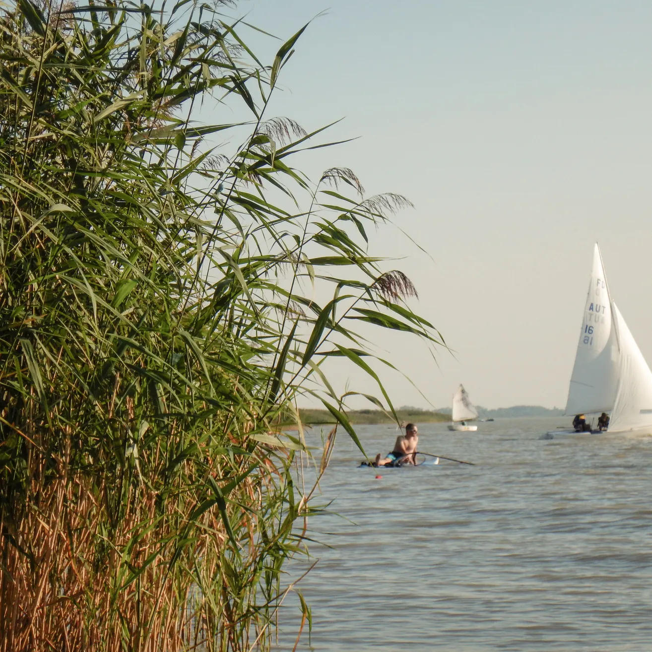 Boat, Sailboat, Transportation, Vehicle, Watercraft, Person, Summer, Plant, Canoe, Rowboat