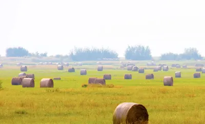 Field, Countryside, Nature, Outdoors, Pasture, Rural, Grassland, Straw, Meadow, Agriculture