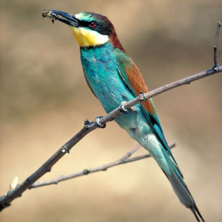Ein farbenfroher Vogel sitzt auf einem Ast und hält ein Insekt im Schnabel. Der Vogel ist ein europäischer Bienenfresser mit einem roten Auge, blauen und grünen Federn und einem gelben Streifen auf der Brust.