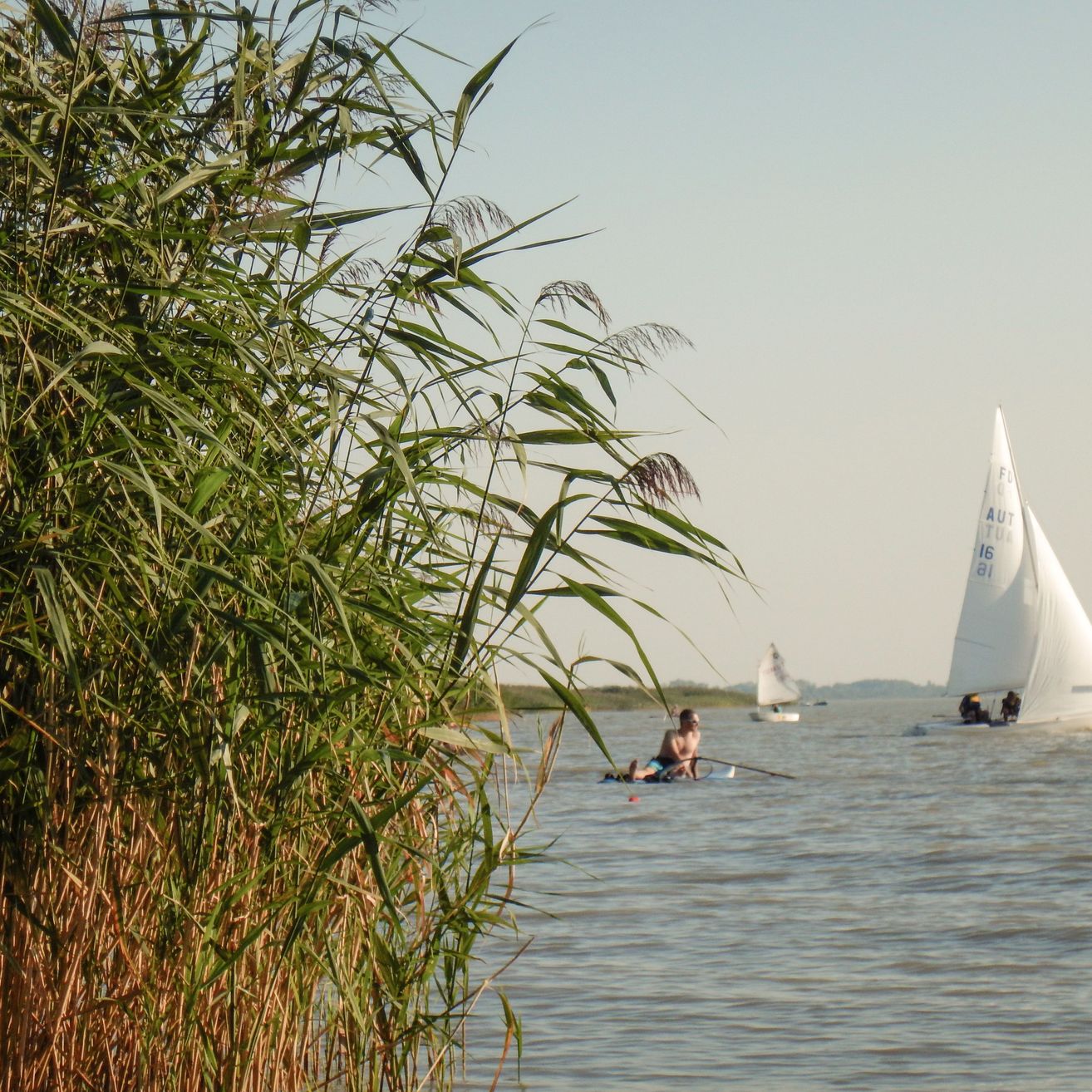 Bild enthält, Boat, Sailboat, Transportation, Vehicle, Watercraft, Person, Summer, Plant, Canoe, Rowboat