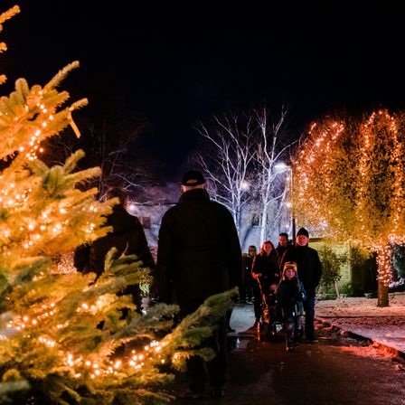 Eine Familie geht nachts auf einer Straße, vorbei an Bäumen mit gelben Lichtern, vor einem dunklen Himmel.