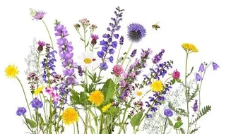Purple, Flower, Plant, Daisy, Lavender, Flower Arrangement, Petal, Honey Bee, Dahlia, Anemone