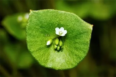 Leaf, Plant, Flower, Petal, Anther, Green