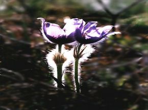 Flower, Plant, Petal, Purple, Anemone, Bud, Sprout, Animal, Bird, Vegetation