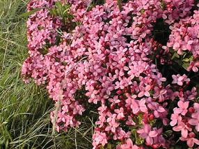 Flower, Plant, Petal, Vegetation