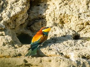 Animal, Bee Eater, Bird, Beak, Rock
