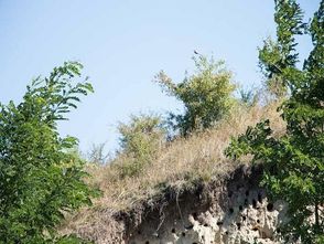 Slope, Vegetation, Land, Nature, Outdoors, Tree, Woodland, Wilderness, Landslide, Bush