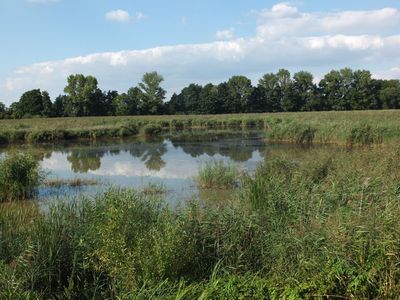 Nature, Outdoors, Pond, Water, Land, Vegetation, Grass, Swamp, Grassland, Landscape