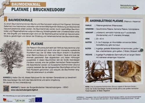 Poster eines Baumdenkmals, das eine Platane in Bruckneudorf, Österreich, zeigt. Der Baum ist seit 1949 ein geschütztes Naturdenkmal, 32 Meter hoch und hat einen Stammumfang von über 5 Metern. Er wird von europäischen Flughörnchen bewohnt.