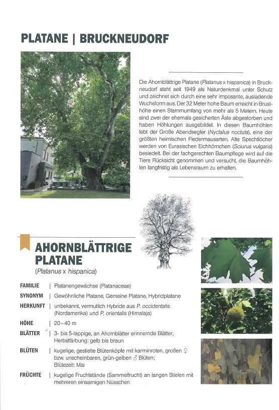 Ein Informationsposter über die Ahornblättrige Platane, einen geschützten Platanenbaum in Bruckneudorf. Es enthält Bilder des Baumes, seiner Blätter, Blüten und Früchte. Der Text liefert Details über die Familie des Baumes, Synonyme, Herkunft, Höhe, Blattbeschreibung, Blütezeit und Fruchteigenschaften.
