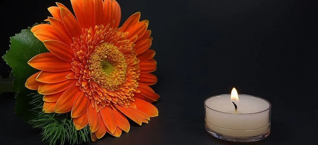 Daisy, Flower, Plant, Candle, Dahlia