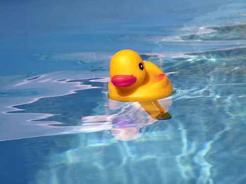 Swimming, Water, Water Sports, Toy, Pool, Swimming Pool, Animal, Bird, Duck, Outdoors