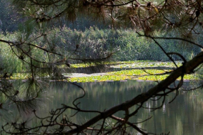 Bild enthält, Nature, Outdoors, Pond, Water, Land, Vegetation, Tree, Rainforest, Woodland, Lake