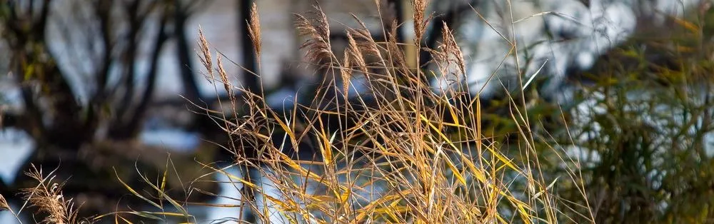Reed, Land, Nature, Outdoors, Vegetation, Grass, Swamp, Water, Tree, Woodland