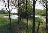 Grove, Land, Nature, Outdoors, Vegetation, Woodland, Pasture, Pond, Grass, Grassland