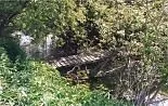 Vegetation, Countryside, Hut, Nature, Outdoors, Land, Woodland, Garden, Jungle, Shelter