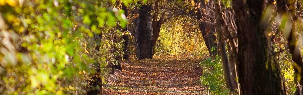 Bild enthält, Vegetation, Nature, Outdoors, Scenery, Path, Tree, Land, Woodland, Grove, Street
