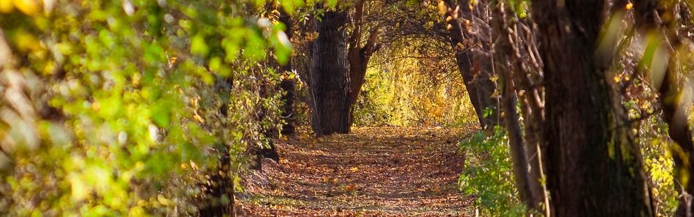 Vegetation, Nature, Outdoors, Scenery, Path, Tree, Land, Woodland, Grove, Street