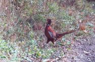 Bild enthält, Animal, Bird, Pheasant