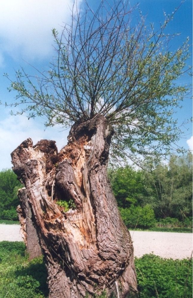 Bild enthält, Plant, Tree, Tree Trunk, Grass, Vegetation, Wood