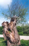 Plant, Tree, Tree Trunk, Grass, Vegetation, Wood