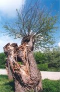 Plant, Tree, Tree Trunk, Grass, Vegetation, Wood