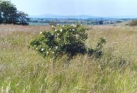 Bild enthält, Plant, Vegetation, Field, Grassland, Nature, Outdoors, Grass, Flower, Land, Woodland