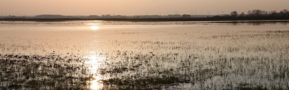 Bild enthält, Land, Nature, Outdoors, Sky, Landscape, Scenery, Water, Grass, Swamp, Pond