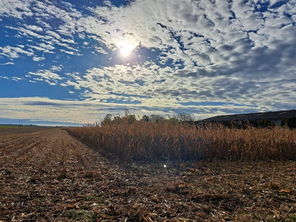 Abschnittsbild: Ein riesiges Feld mit getrockneten Maispflanzen unter einem teilweise bewölkten Himmel mit einer strahlenden Sonne, die hindurchscheint.
