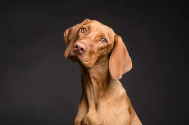 Ein brauner Hund mit neugierigem Ausdruck sitzt auf schwarzem Hintergrund.