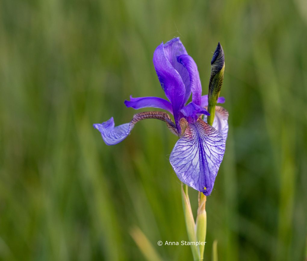  Abschnitt Bild: Eine Nahaufnahme einer violetten Irisblume mit unscharfem grünem Hintergrund. Fotografiert von Anna Stampler.