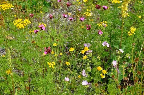Field, Grassland, Daisy, Flower, Anemone, Geranium, Purple, Meadow, Vegetation, Petal