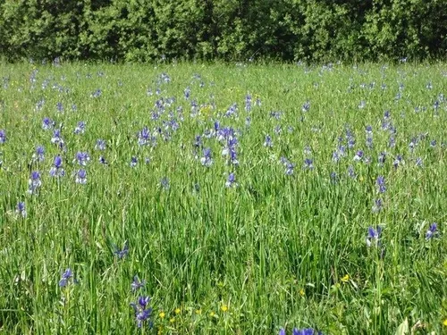 Field, Grassland, Nature, Outdoors, Countryside, Meadow, Grass, Vegetation, Flower, Pasture