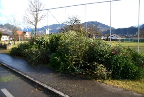 Plant, Vegetation, Grass, Fence, Hedge, Garden, Nature, Outdoors, Road