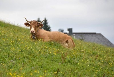 Field, Grassland, Nature, Outdoors, Cattle, Cow, Livestock, Mammal, Bull, Pasture