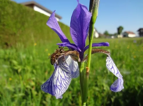 Flower, Iris, Petal, Purple, Grass, Honey Bee, Geranium, Anther, Daisy, Potted Plant