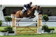 Animal, Equestrian, Horse, Mammal, Person, Adult, Male, Man, Head