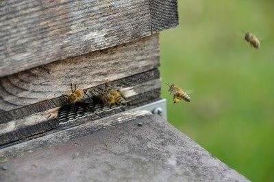 Animal, Bee, Insect, Invertebrate, Wasp, Apiary, Honey Bee