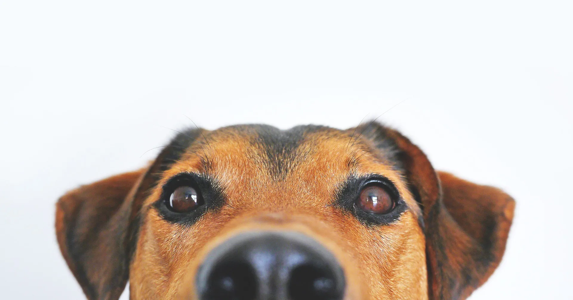 Eine Nahaufnahme des Gesichts eines braun-schwarzen Hundes, die sich auf seine Augen und Nase konzentriert.