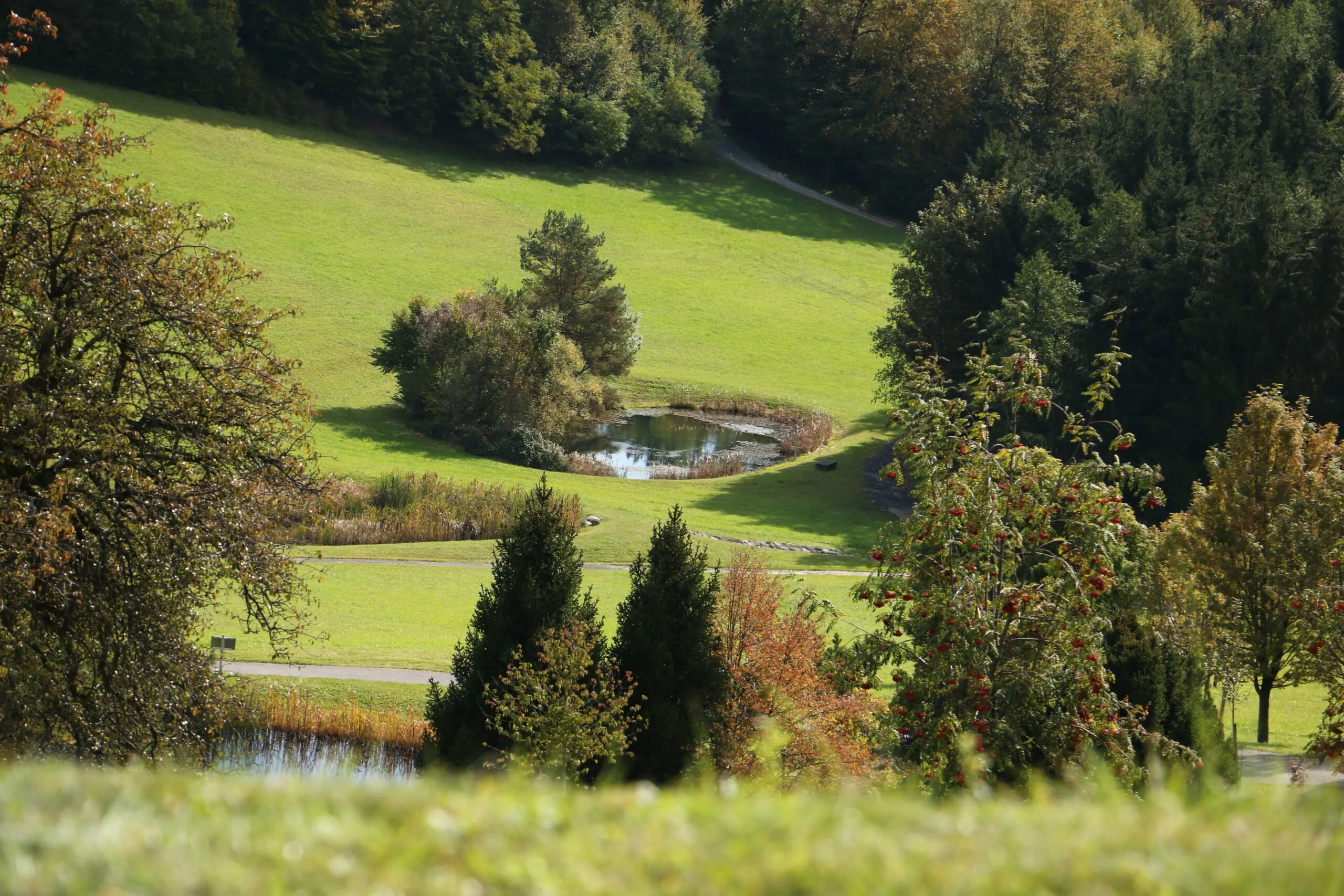 Ein malerisches Bild eines grünen Feldes mit einem kleinen Teich und Bäumen, einige mit roten Beeren, unter einem klaren Himmel.