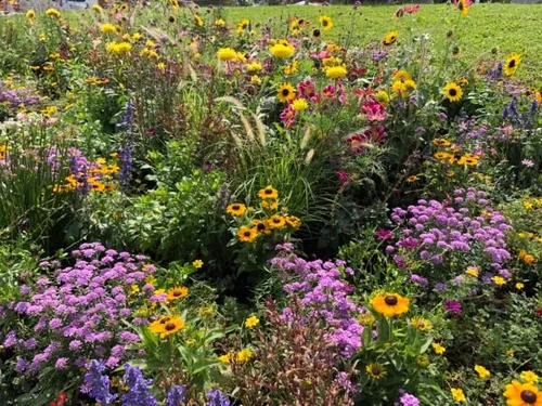Ein Feld mit verschiedenen Blumen, darunter Sonnenblumen, lila und gelbe Blüten, gedeiht auf saftigem grünem Gras unter klarem Himmel.